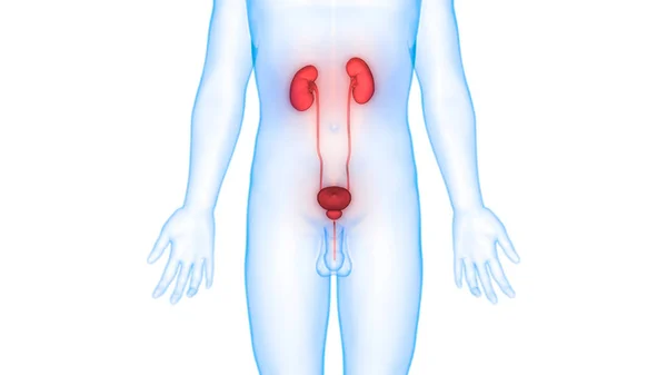 Riñones Del Sistema Urinario Masculino Con Anatomía Vesical —  Fotos de Stock