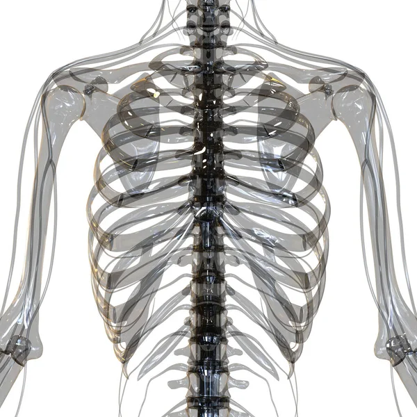 Anatomia Dello Scheletro Assiale Del Sistema Scheletrico Umano Vista Posteriore — Foto Stock