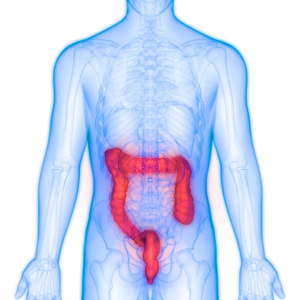 ヒト消化器系大腸の解剖学的構造後面図 — ストック写真