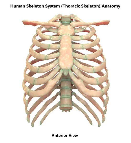 Sistema Esquelético Humano Esqueleto Axial Anatomía Vista Posterior — Foto de Stock