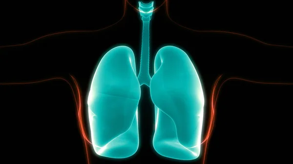 Human Respiratory System Lungs Anatomy — Stock Photo, Image