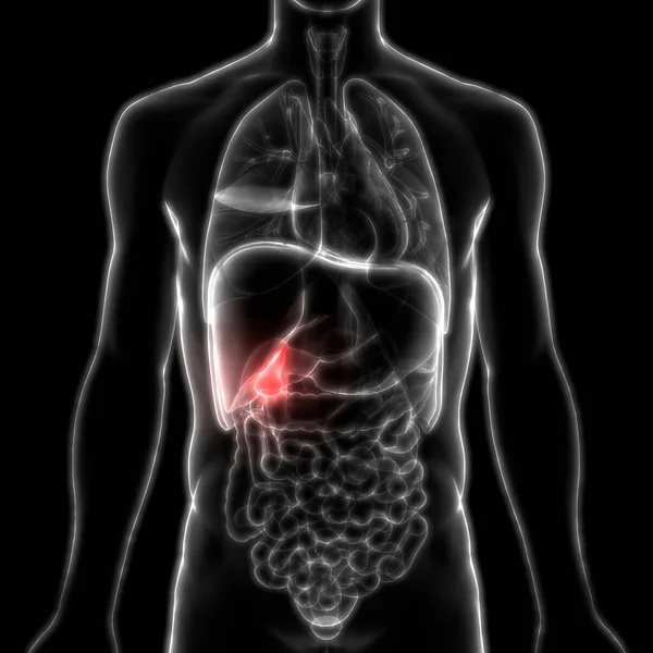 Menselijke Interne Spijsvertering Orgaan Galblaas Anatomie — Stockfoto