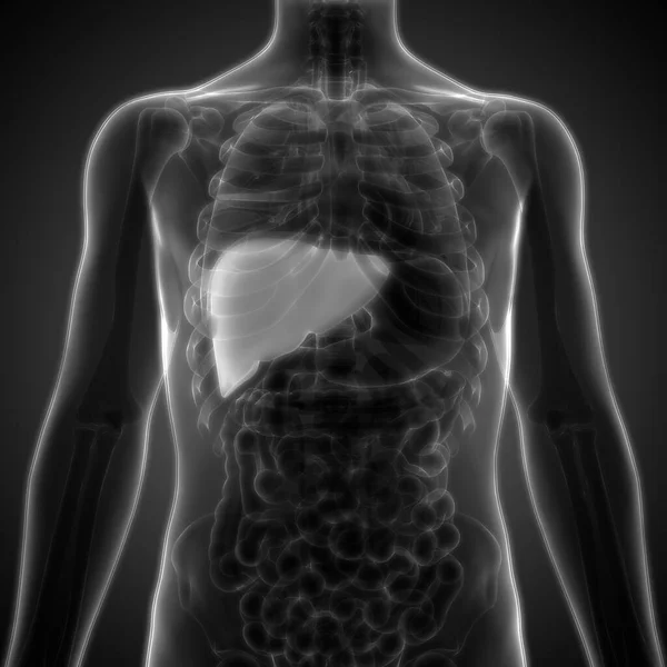 Анатомия Внутренних Органов Пищеварения Человека — стоковое фото