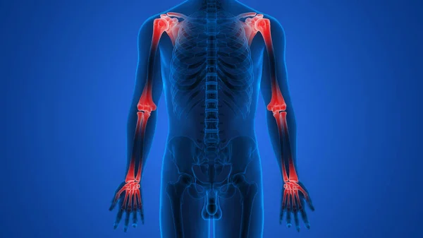 스켈레톤 시스템 Human Skeleton System 쌍둥이 해부학 — 스톡 사진