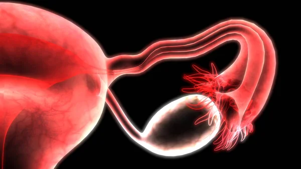 Anatomie Des Weiblichen Fortpflanzungssystems — Stockfoto