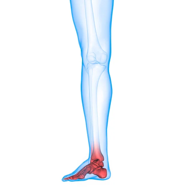 Ludzki System Szkieletowy Anatomia Stawów Stóp — Zdjęcie stockowe