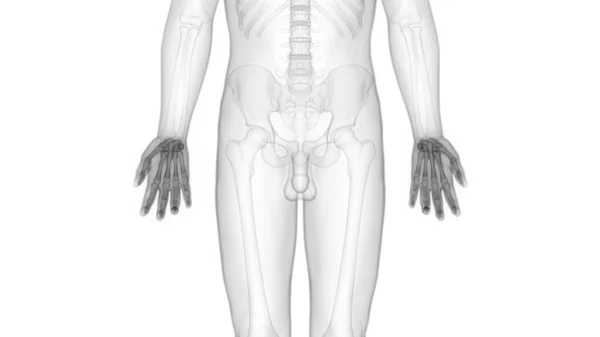 Emberi Csontváz Rendszer Csontok Kéz Anatómia — Stock Fotó