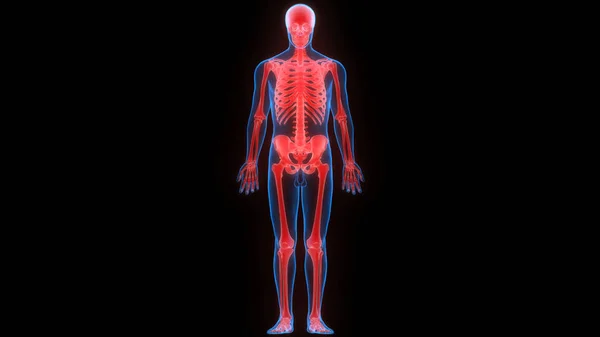 스켈레톤 시스템 Human Skeleton System 쌍둥이 해부학 — 스톡 사진