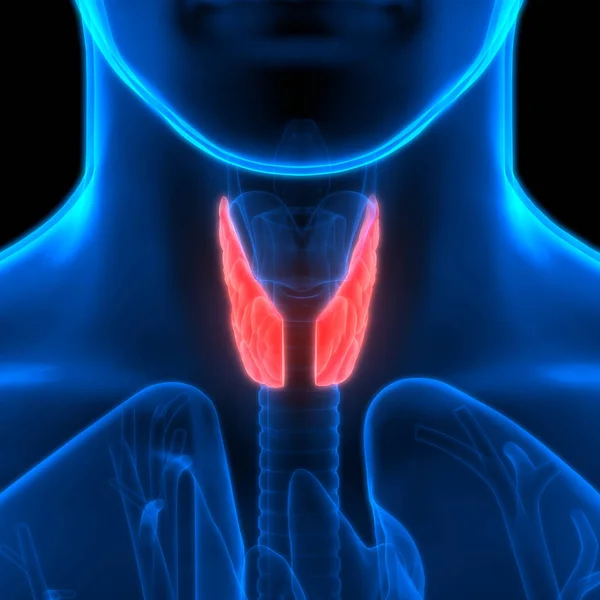 Human Glands Thyroid Gland Anatomy. 3D