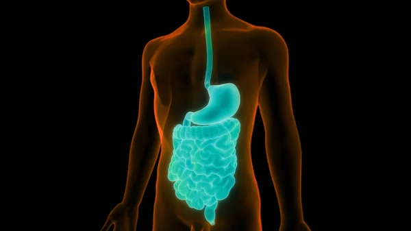 Sistema Digestivo Humano Estômago Com Anatomia Intestinal — Fotografia de Stock