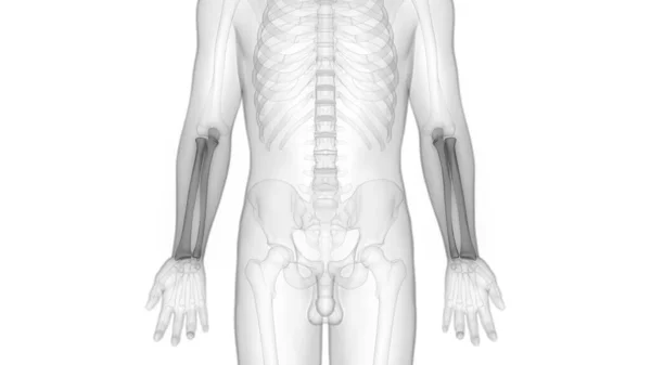 Анатомия Костных Суставов Человеческого Скелета — стоковое фото