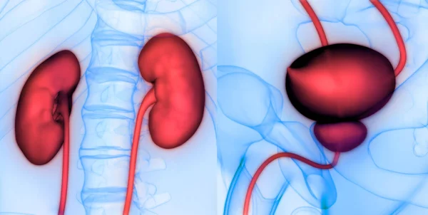 Human Urinary System Kidneys Bladder Anatomy — стокове фото