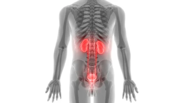 Urinary System Kidneys Anatomy — Stok fotoğraf