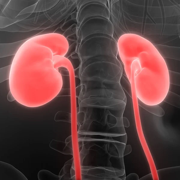 Urinary System Kidneys Anatomy — 스톡 사진