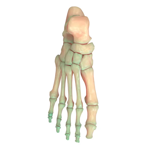 Ανθρώπινο Skeleton Σύστημα Πόδι Αρθρώσεις Ανατομία — Φωτογραφία Αρχείου