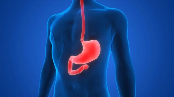 Anatomía Del Estómago Del Sistema Digestivo Humano — Foto de Stock