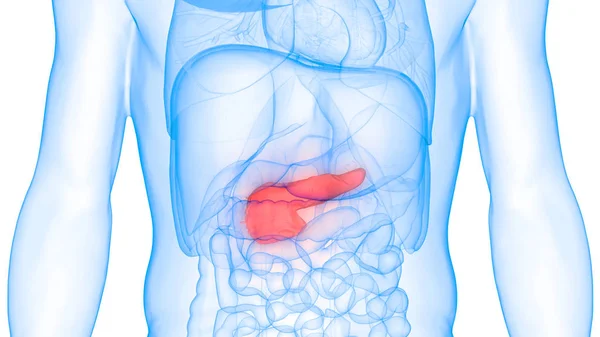 Anatomia Vesícula Biliar Órgão Digestivo Interno Humano — Fotografia de Stock