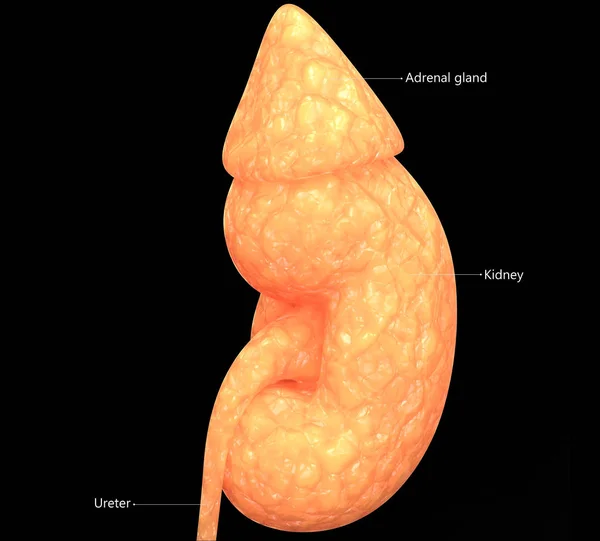 Anatomia Della Vescica Del Sistema Urinario Umano — Foto Stock