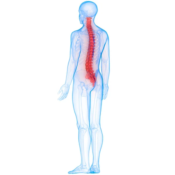 人間の骨格系の解剖学的構造の垂直列 — ストック写真