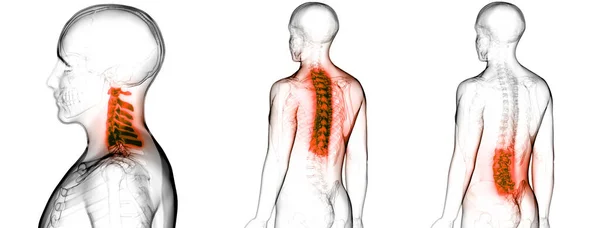 Ihmisen Luurankojärjestelmän Anatomian Selkäranka — kuvapankkivalokuva