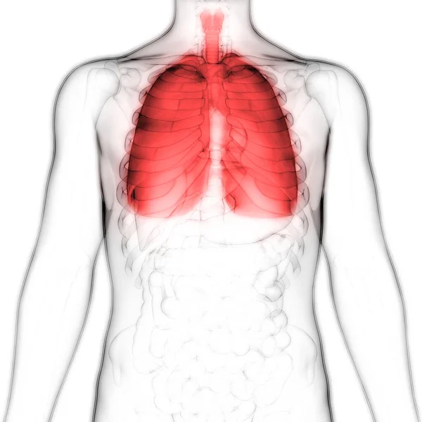 Anatomia Polmonare Del Sistema Respiratorio Umano — Foto Stock