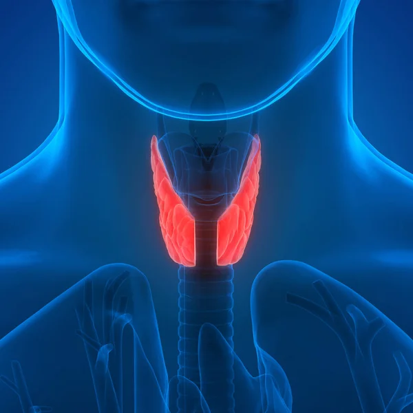 Human Glands Thyroid Gland Anatomy — Photo