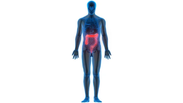 Menschliche Verdauungssystem Dickdarm Anatomie Ansicht — Stockfoto