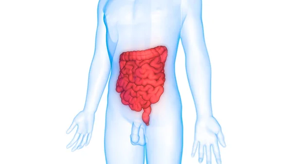 Sistema Digestivo Humano Anatomía Del Intestino Delgado Grueso — Foto de Stock