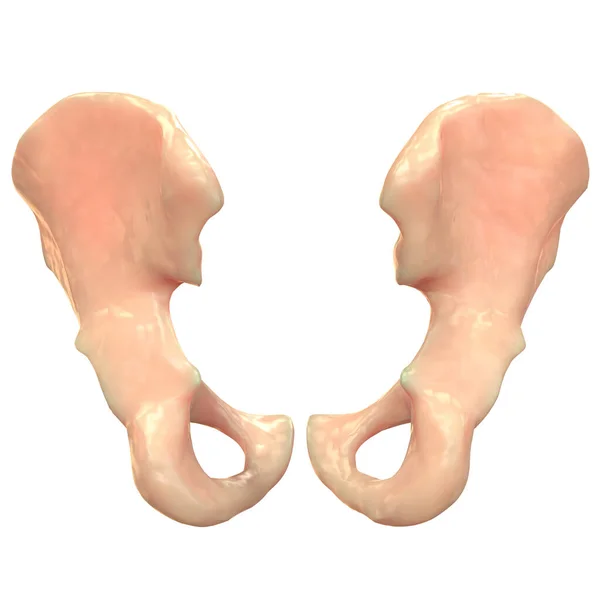 Människans Skelettsystem Hip Bones Anatomi — Stockfoto
