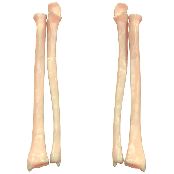 Articulações Perna Esqueleto Humano Anatomia — Fotografia de Stock