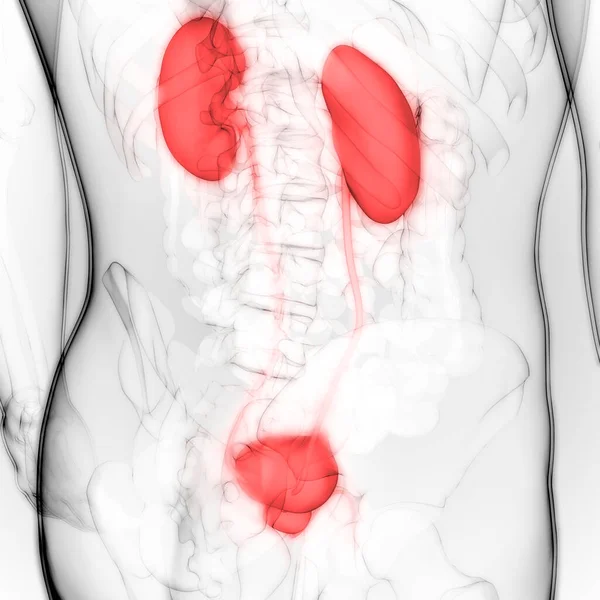 Drar Torbası Anatomisi Olan Erkek Idrar Sistemi Böbrekleri — Stok fotoğraf