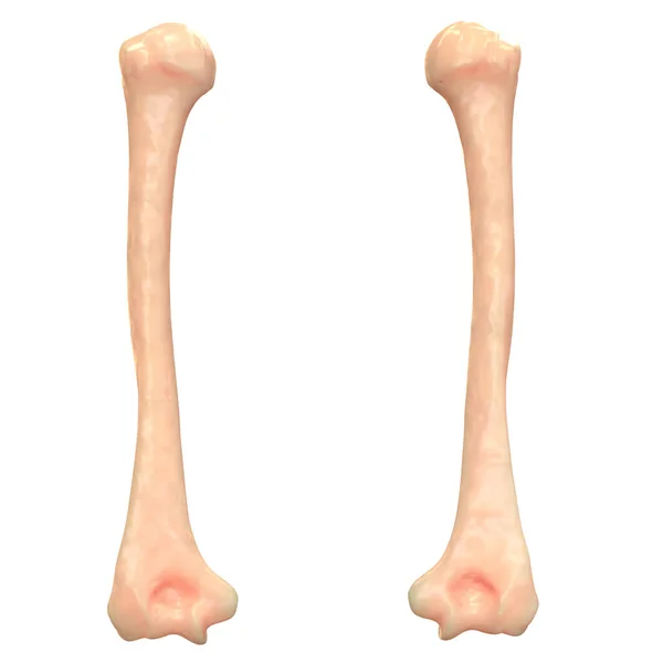 Articulações Perna Esqueleto Humano Anatomia — Fotografia de Stock