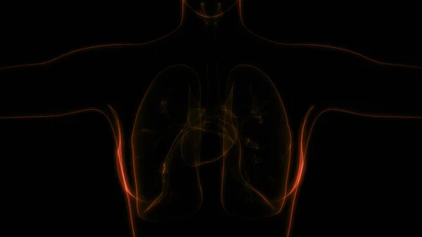 Human Respiratory System Lungs Anatomy — стокове фото