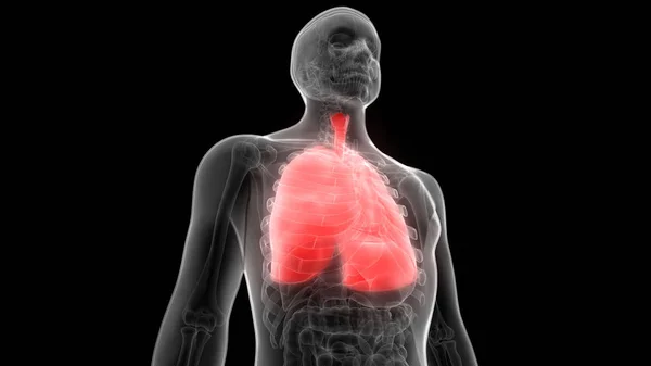 Human Respiratory System Lungs Anatomy — стокове фото