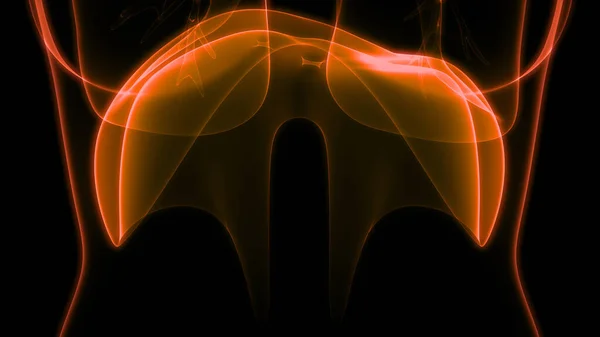 Anatomia Diafragma Humano — Fotografia de Stock