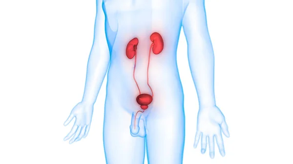 Reni Del Sistema Urinario Maschile Con Anatomia Della Vescica — Foto Stock