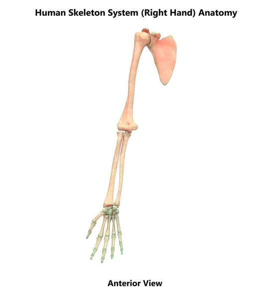 Human Skeleton System Bones Hands Anatomy — стокове фото