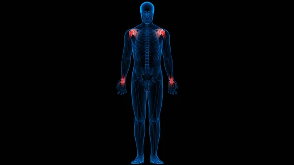 Ανθρώπινο Σκελετικό Σύστημα Αρθρώσεις Οστών Ανατομία — Φωτογραφία Αρχείου