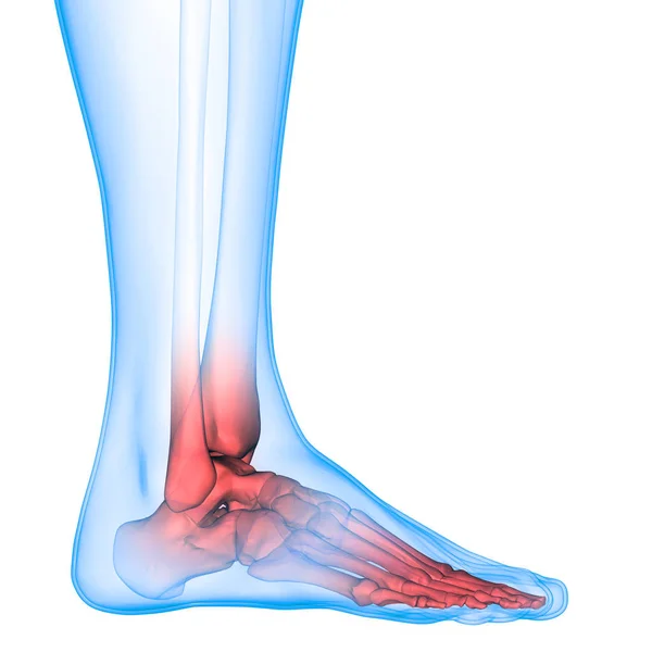 Lidská Kostra Systém Foot Klouby Anatomie — Stock fotografie