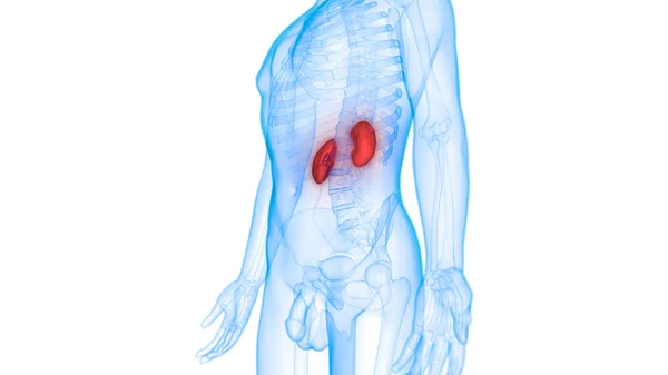 Urinewegen Nieren Anatomie — Stockfoto