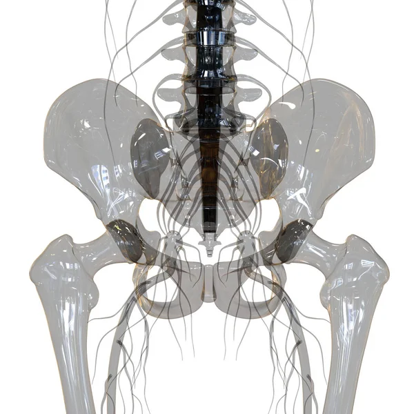 Anatomie Lidských Kostí Kostry Kostry — Stock fotografie