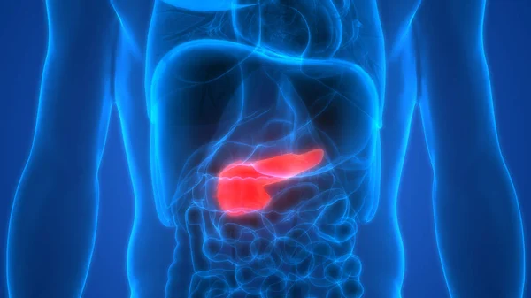 Human Internal Digestive Organ Gallbladder Anatomy Inglés —  Fotos de Stock