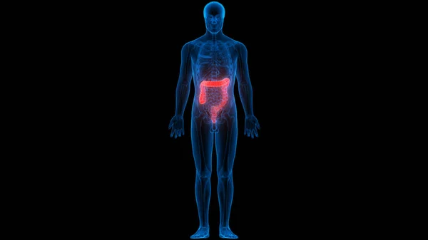 Sistema Digestivo Humano Anatomía Del Intestino Grueso Vista Posterior — Foto de Stock