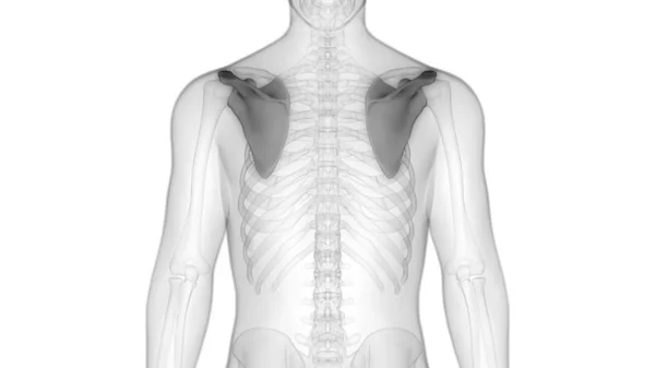 Sistema Scheletrico Umano Anatomia Delle Ossa Scapula — Foto Stock