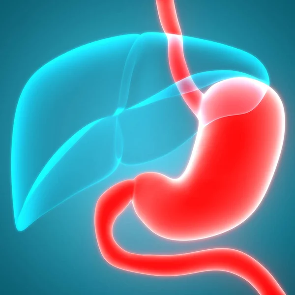 Anatomía Del Estómago Del Sistema Digestivo Humano — Foto de Stock