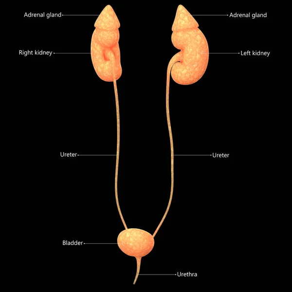 Riñones Del Sistema Urinario Masculino Con Anatomía Vesical — Foto de Stock