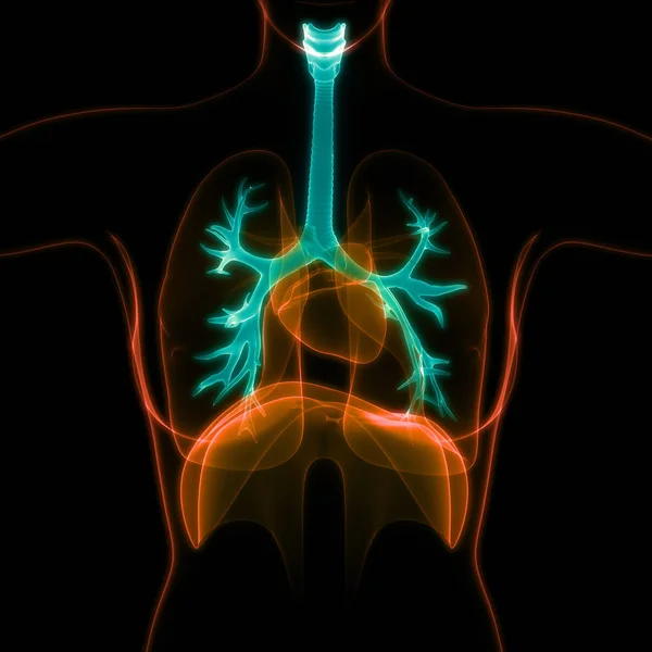 Anatomia Polmonare Del Sistema Respiratorio Umano — Foto Stock