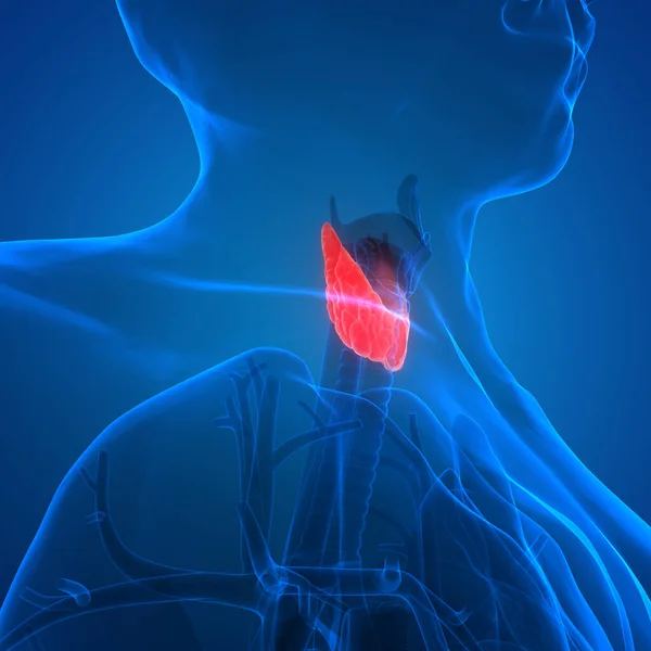 Human Glands Thyroid Gland Anatomy — Photo