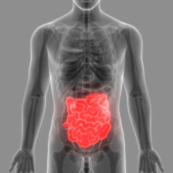 Anatomía Del Intestino Delgado Del Sistema Digestivo Humano —  Fotos de Stock