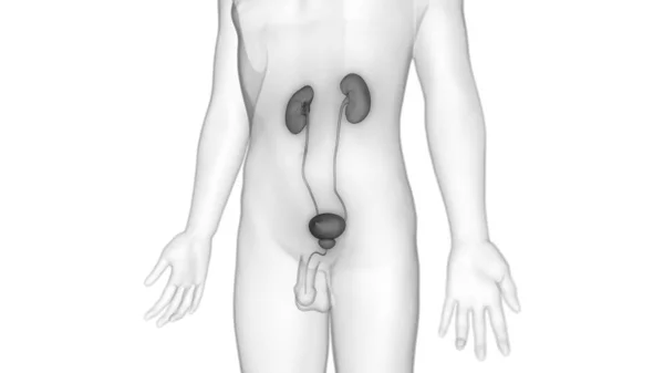 Drar Torbası Anatomisi Olan Erkek Idrar Sistemi Böbrekleri — Stok fotoğraf